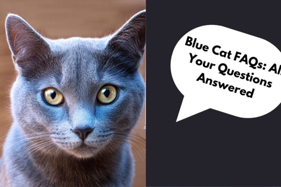 Blue Cat | Blue Cat Smurf | Russian Blue Cat for Sale | Blue Cat and Chugs