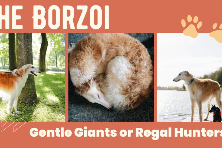 Borzoi Dog | Borzoi Puppy