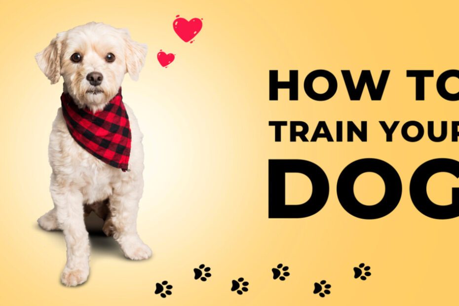 Dog Training, Dog Training Near Me,Dog Boarding Near Me,Dog Training Classes