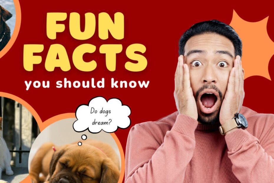 Fun Pet Facts | Interesting Pet Facts