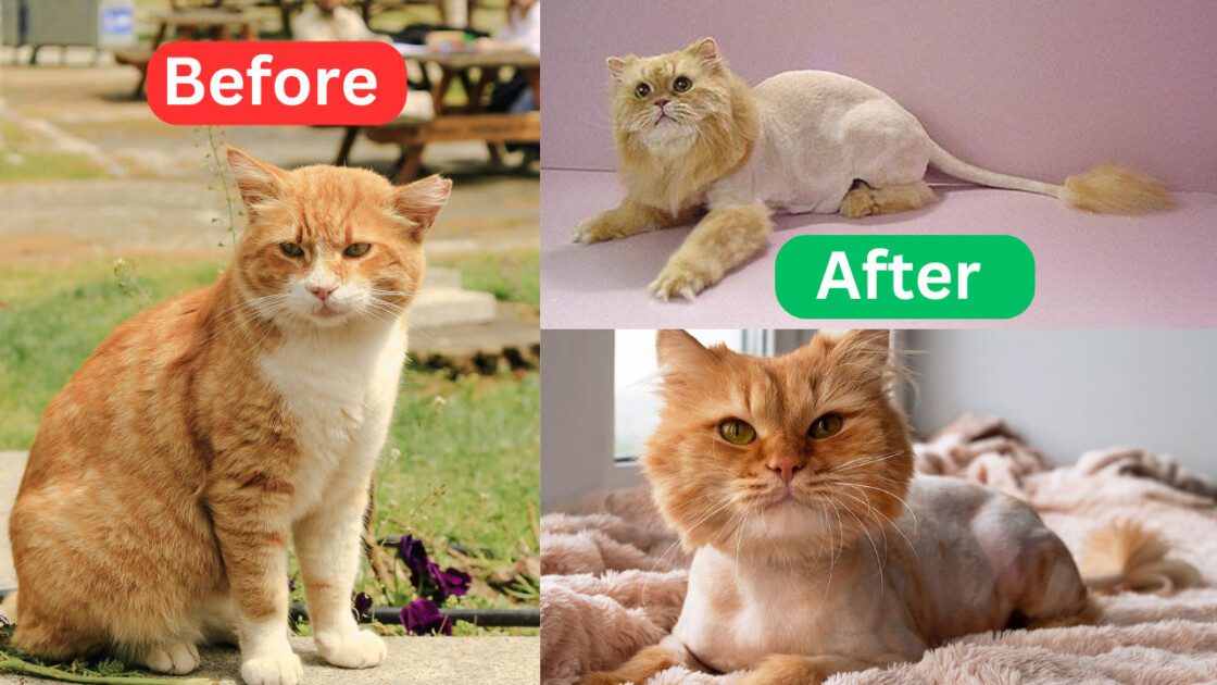 Lion Cut Maine Coon: Everything You Need to Know About This Regal Cat ...