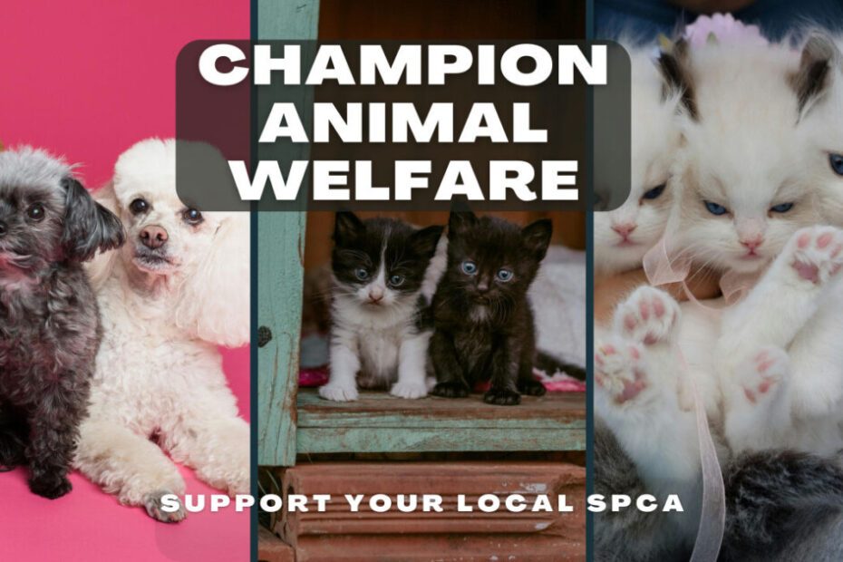 SPCA Brandywine SPCA Richmond SPCA Sacramento SPCA SPCA Reno Adams County SPCA