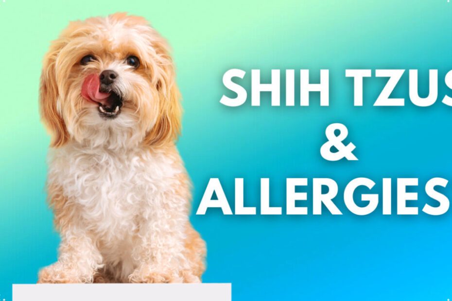 Shih Tzu Hypoallergenic