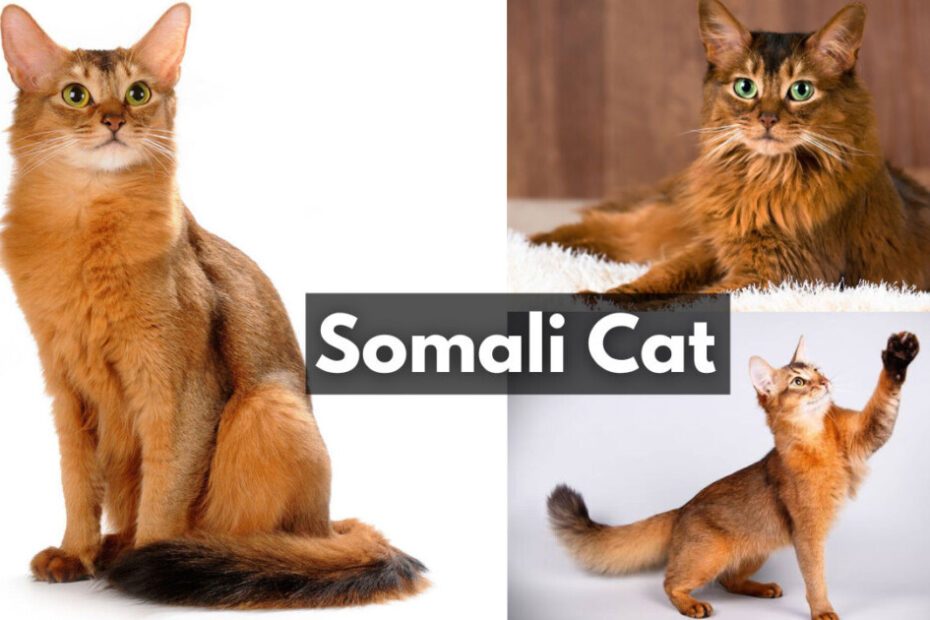 Somali Cat Somali Cat for Sale Somali Kittens for Sale