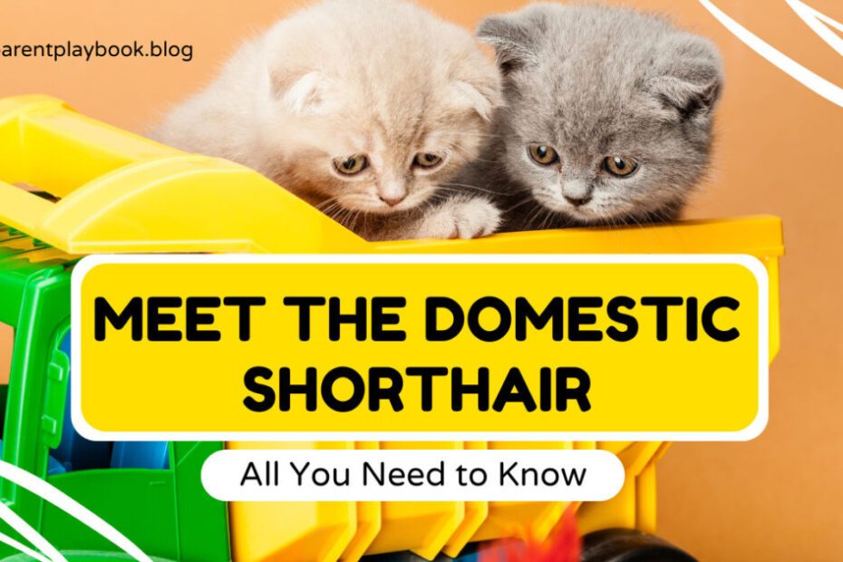 domestic short hair