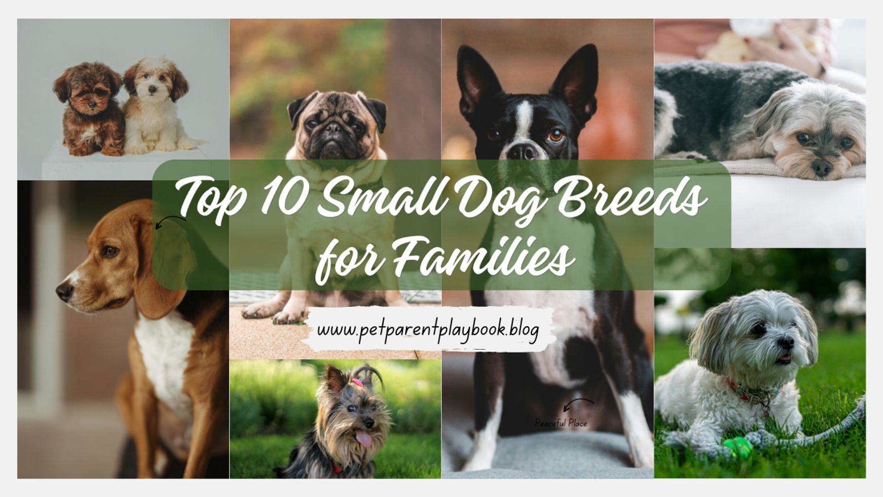 Top 10 Small Dog Breeds for Families A Pet Lover's Guide