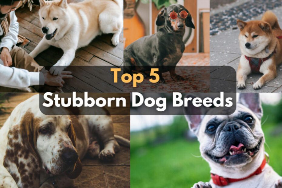 Top 5 Stubborn Dog Breeds