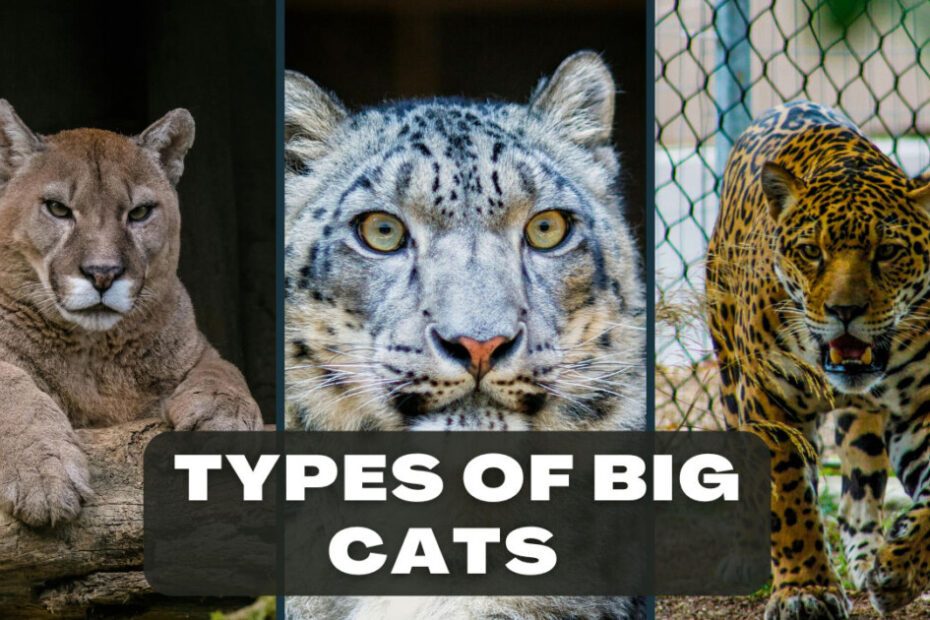 Types Of Big Cats Biggest Cat