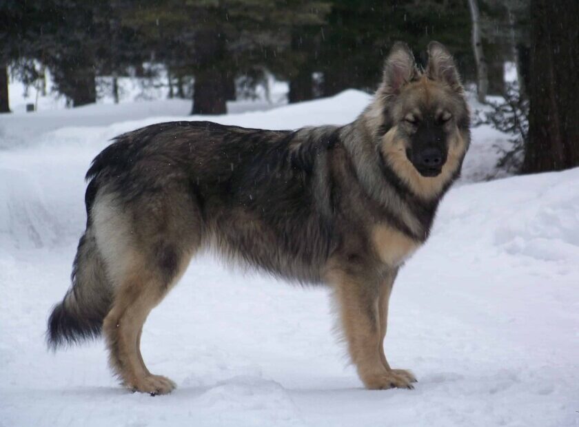 American Alsatian