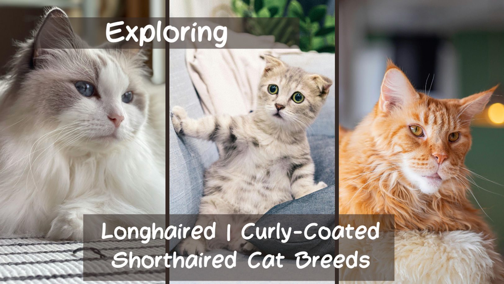 long haired cat breeds,curly haired cat,domestic long-haired cat,short haired cat breeds