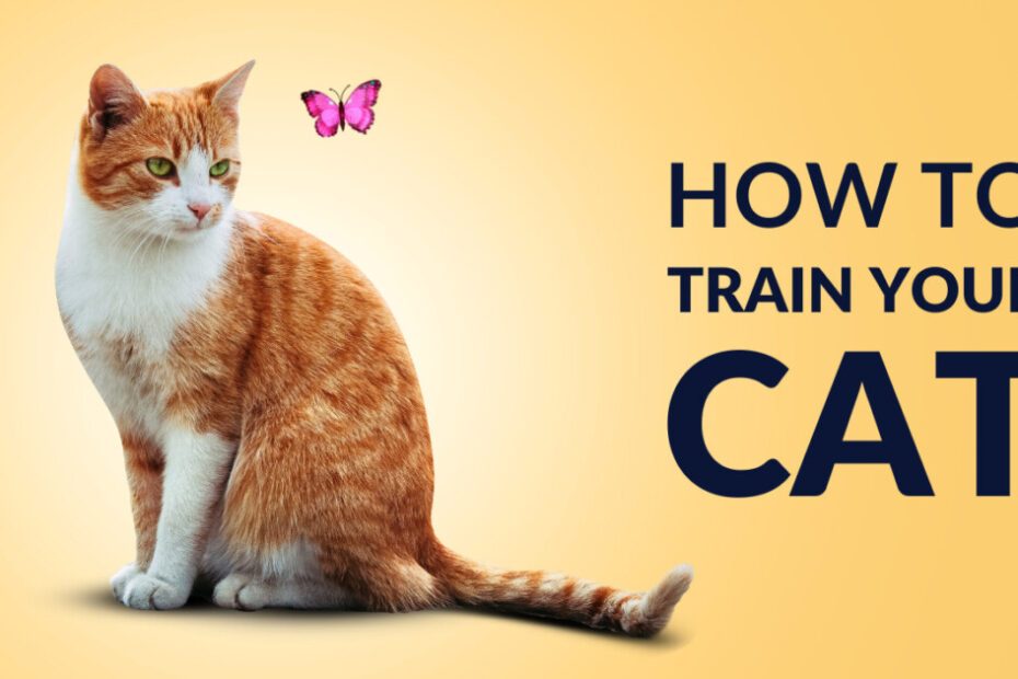 How to Train Your Cat A Friendly Guide for Pet Lovers