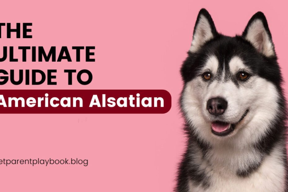 The Ultimate Guide to the American Alsatian A Loyal Companion