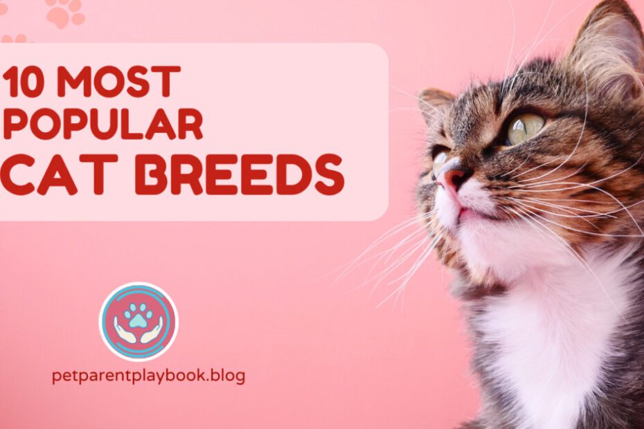 10 Most Popular Cat Breeds A Pet Lover's Guide