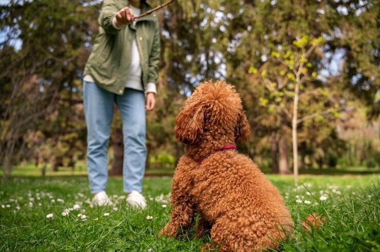 Mini Goldendoodles